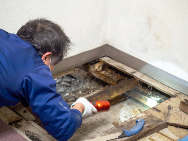 Best Mold Remediation  in Grinnell, IA