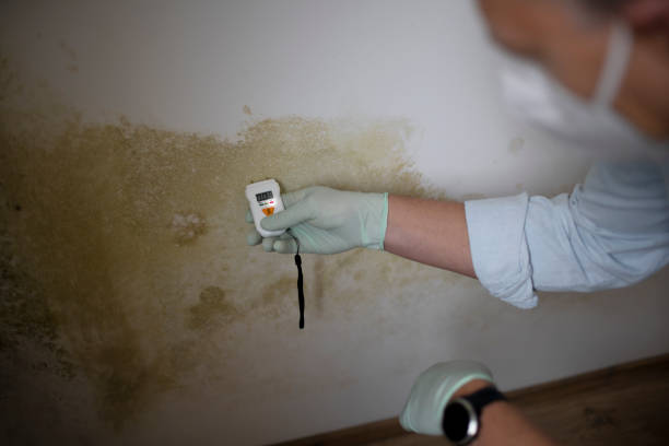 Certified Mold Removal in Grinnell, IA