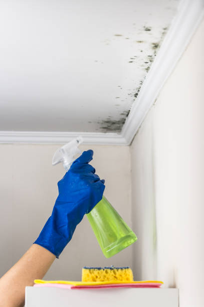Best Mold Damage Repair  in Grinnell, IA